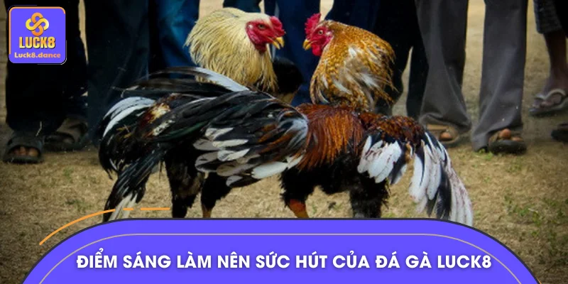 Những điểm sáng làm nên sức nóng của đá gà LUCK8